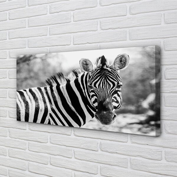 Zdjęcie na płótnie Zebra w Stylu Retro