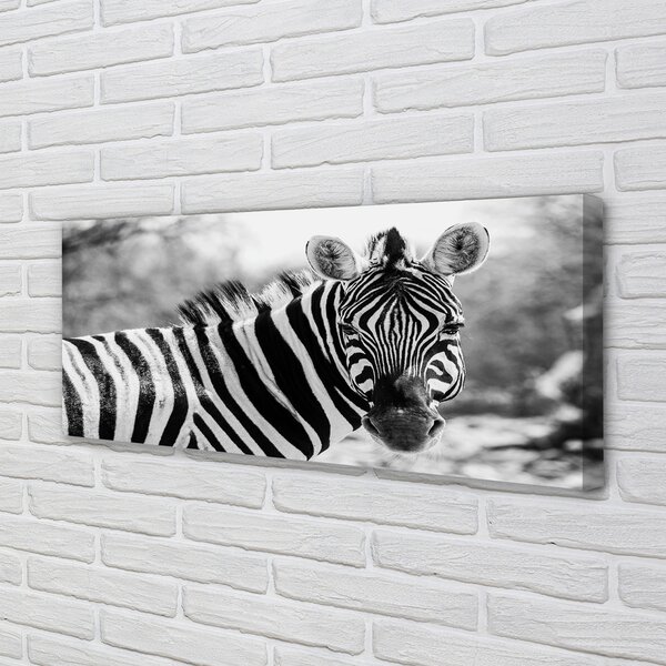 Zdjęcie na płótnie Zebra w Stylu Retro