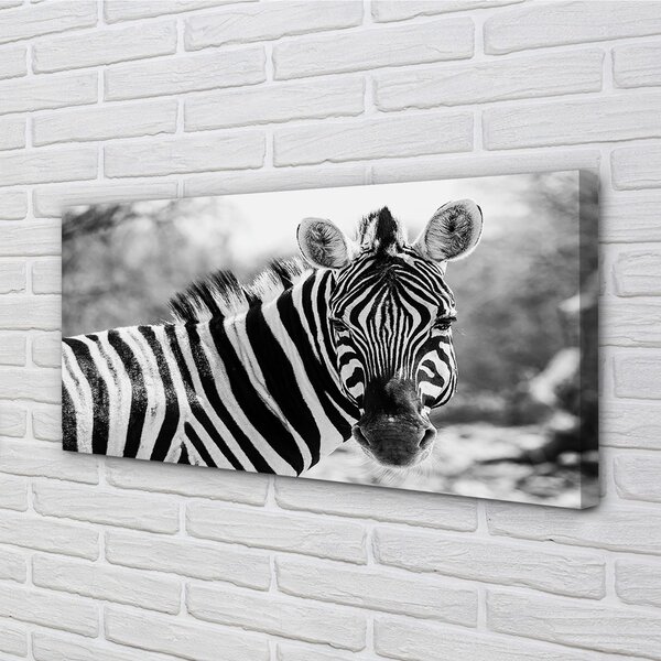Zdjęcie na płótnie Zebra w Stylu Retro