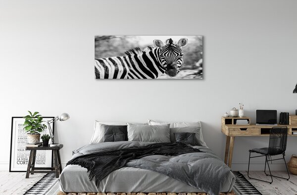 Zdjęcie na płótnie Zebra w Stylu Retro