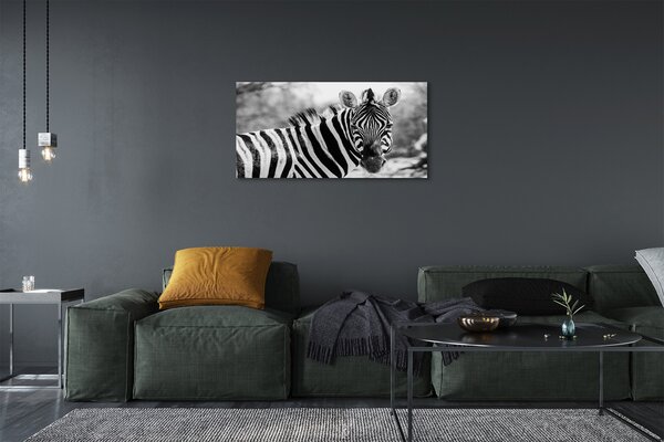 Zdjęcie na płótnie Zebra w Stylu Retro