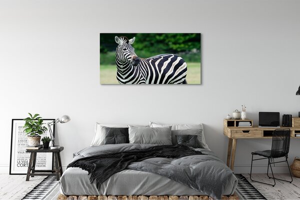 Zdjęcie na płótnie Zebra na Polu
