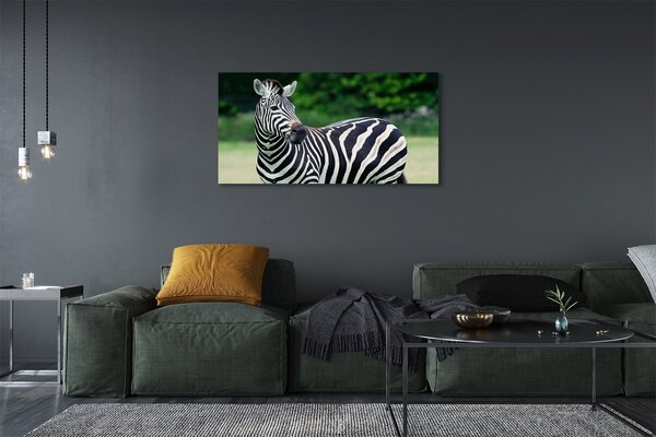Zdjęcie na płótnie Zebra na Polu