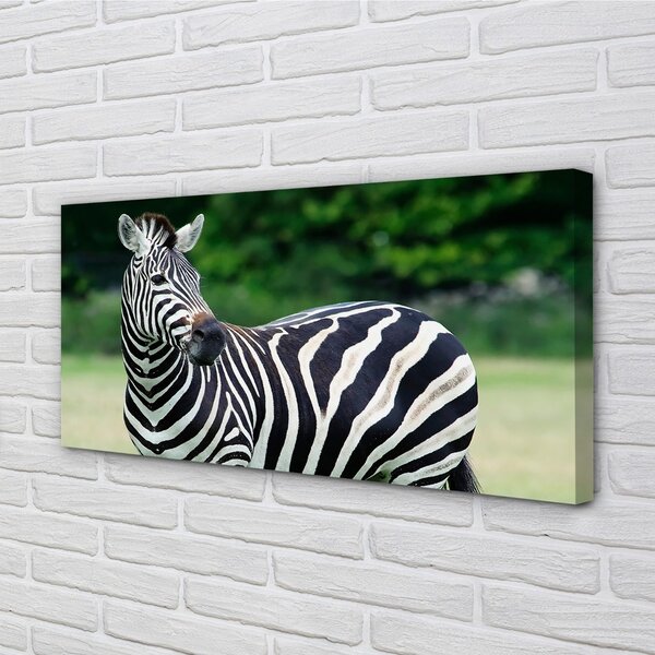Zdjęcie na płótnie Zebra na Polu