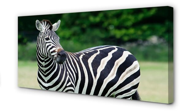 Zdjęcie na płótnie Zebra na Polu