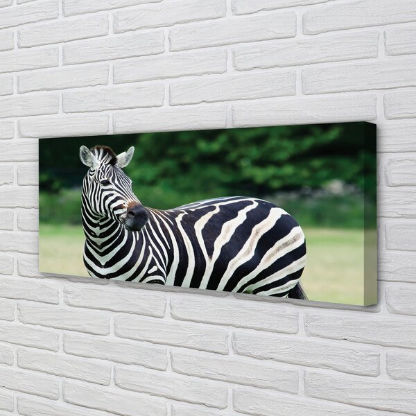 Zdjęcie na płótnie Zebra na Polu