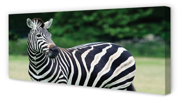 Zdjęcie na płótnie Zebra na Polu