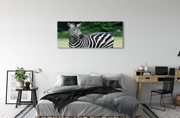 Zdjęcie na płótnie Zebra na Polu