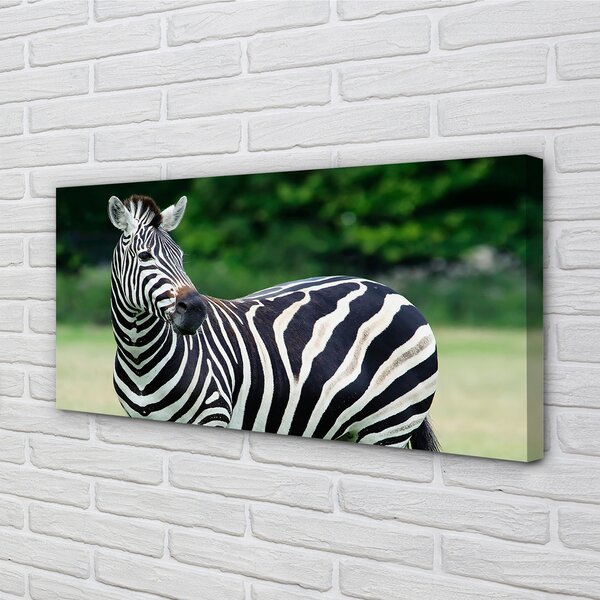 Zdjęcie na płótnie Zebra na Polu