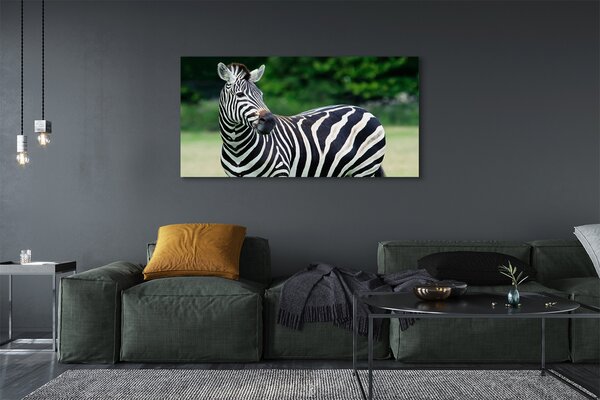 Zdjęcie na płótnie Zebra na Polu