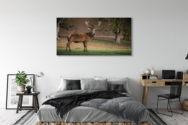 Obraz canvas na ścianę Samotny Jeleń na Polu