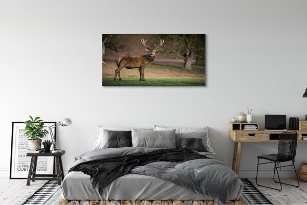 Obraz canvas na ścianę Samotny Jeleń na Polu