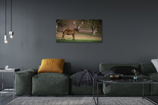Obraz canvas na ścianę Samotny Jeleń na Polu