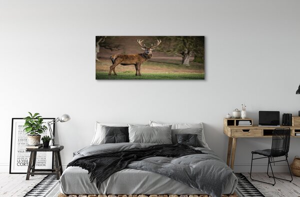 Obraz canvas na ścianę Samotny Jeleń na Polu