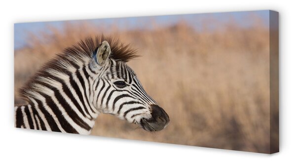 Fotoobraz na płótnie Zebra na Tle Natury