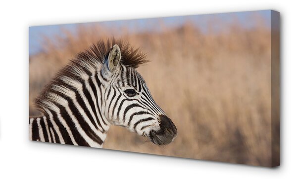 Fotoobraz na płótnie Zebra na Tle Natury