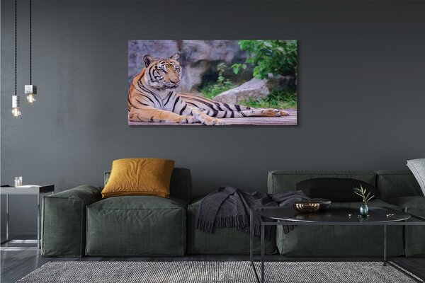 Obraz canvas na ścianę Tygrys w Zoo