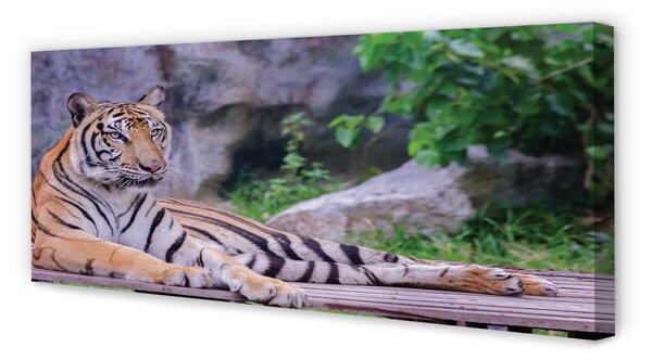 Obraz canvas na ścianę Tygrys w Zoo