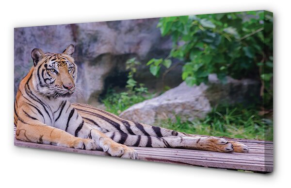 Obraz canvas na ścianę Tygrys w Zoo