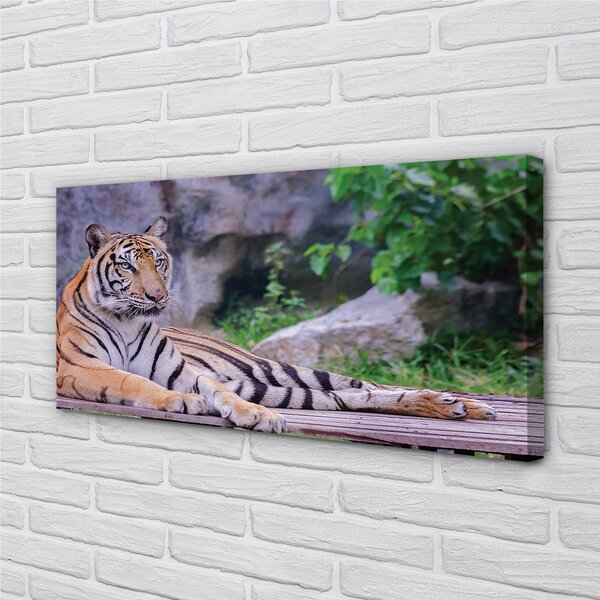 Obraz canvas na ścianę Tygrys w Zoo