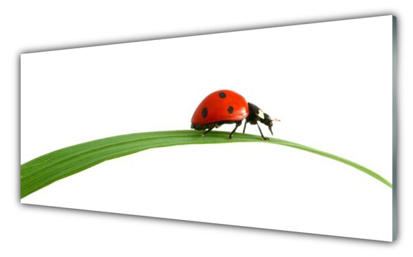 Obraz na Szkle Biedronka Natura