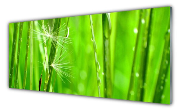 Obraz na Szkle Trawa Roślina Natura