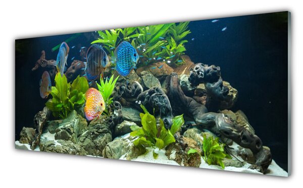 Obraz Szklany Ryba Akwarium Natura