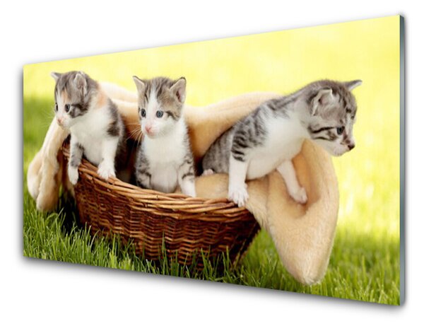 Obraz Szklany Koty Zwierzęta