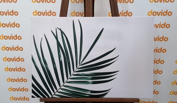 Obraz piękny liść palmowy