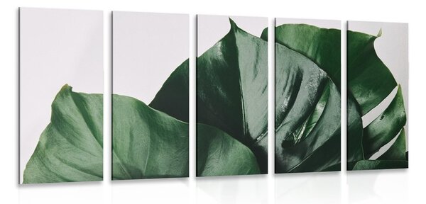 5-częściowy obraz liść monstera