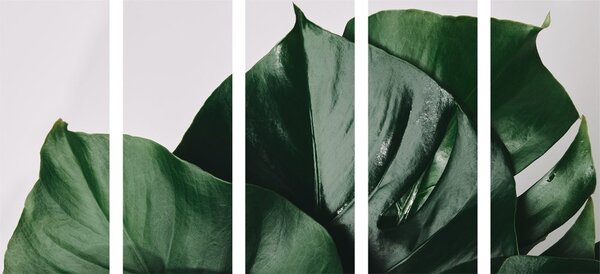 5-częściowy obraz liść monstera