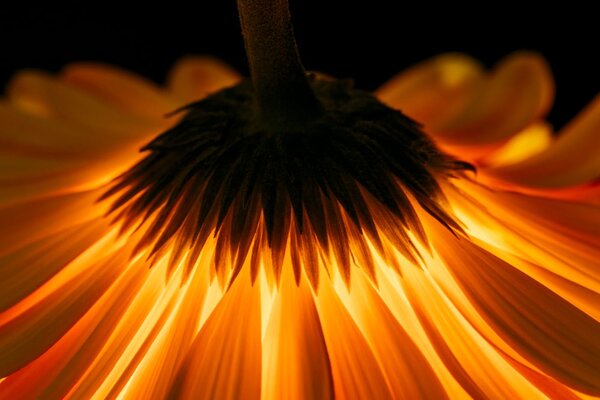 Obraz gerbera na ciemnym tle