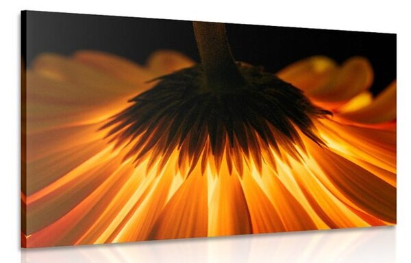 Obraz gerbera na ciemnym tle