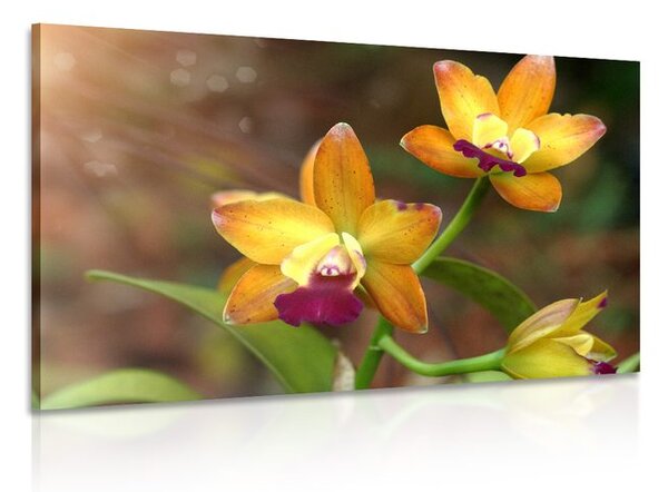 Obraz orchidea pomarańczowa