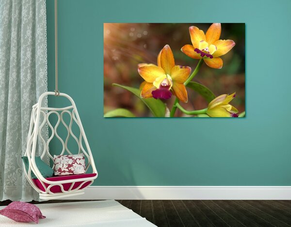 Obraz orchidea pomarańczowa
