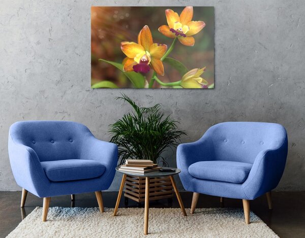 Obraz orchidea pomarańczowa