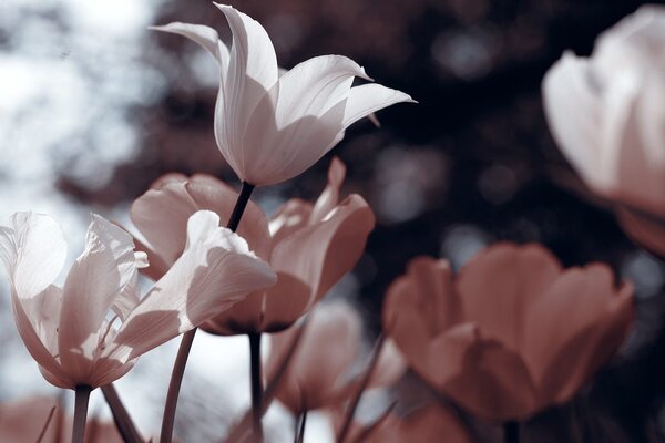Obraz wiosenne tulipany w parku