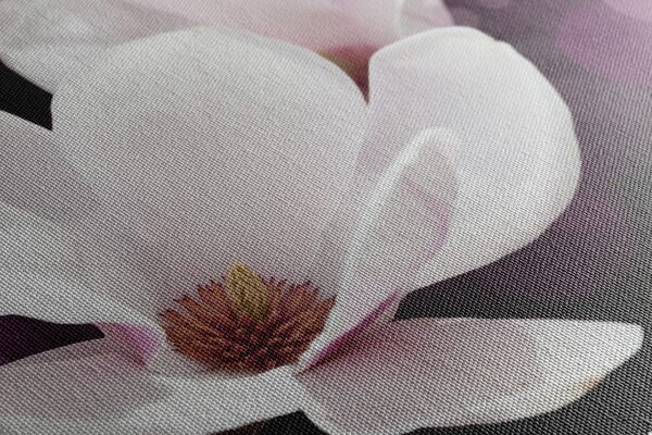 Obraz kwiat magnolii na abstrakcyjnym tle