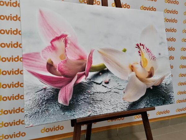Obraz dwukolorowe kwiaty orchidei