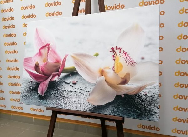 Obraz dwukolorowe kwiaty orchidei