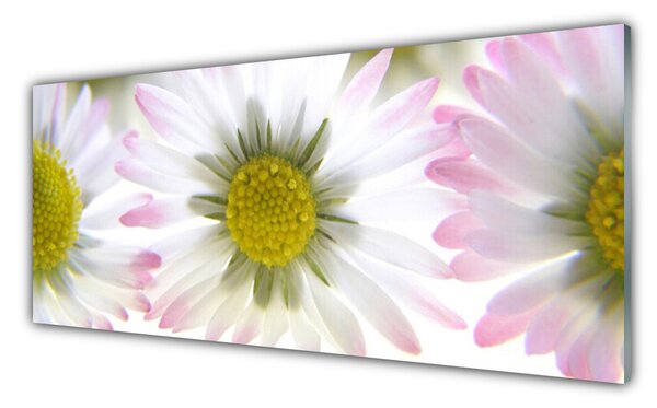 Obraz na Szkle Stokrotka Roślina Natura
