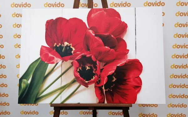 Obraz kwitnące czerwone tulipany
