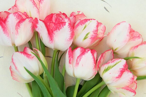 Obraz tulipany wiosenne