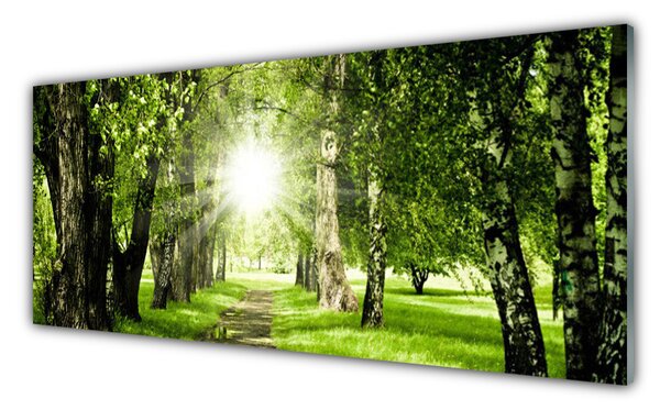 Obraz Szklany Las Słońce Ścieżka Natura