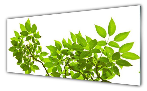 Obraz Szklany Gałąź Liście Roślina Natura