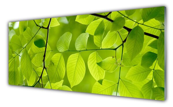 Obraz na Szkle Liście Natura Roślina