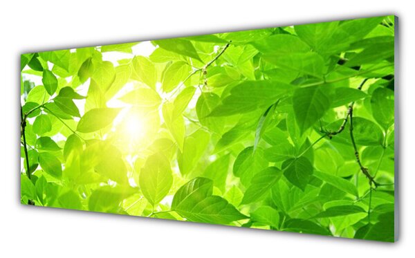 Obraz Szklany Liście Natura Słońce Roślina