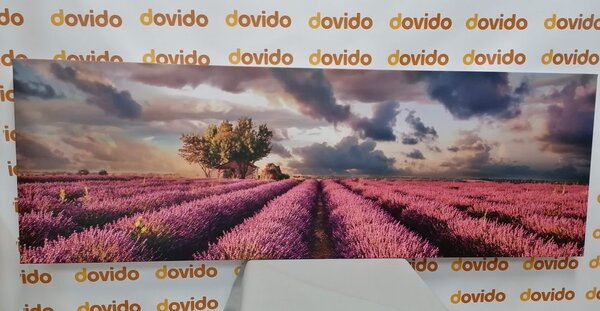 Obraz kraina lawendowych pól