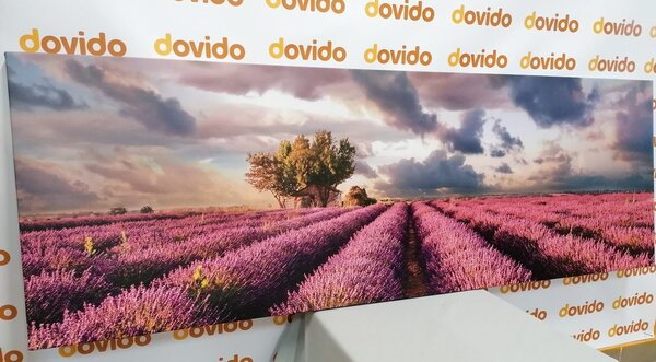 Obraz kraina lawendowych pól