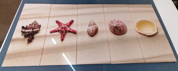 5-częściowy obraz muszle na piaszczystej plaży